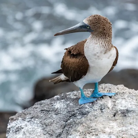 Blue-footed booby