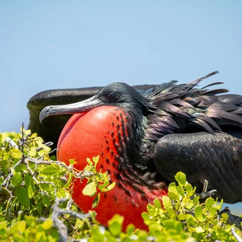 Magnificent frigatebird