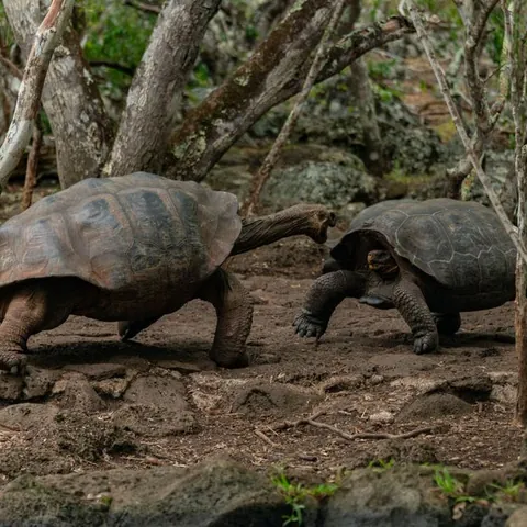 Galápagos giant tortoise