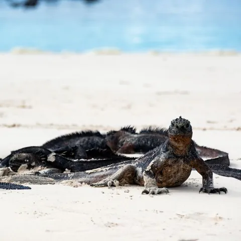 Marine iguana